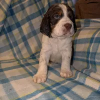 Reggie- Black, a male English Springer Spaniel for sale in Randolph, WI – Photo 5 of 9