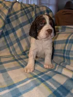 processed/bee6785d-44b1-4d2e-9b79-9046db00d2d6/listing/3a473425-6fb6-4147-8100-0993f9aaa826/26ced643-7dab-4049-b553-342cae7fc72c