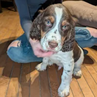 Reggie- Black, a male English Springer Spaniel for sale in Randolph, WI – Photo 2 of 9