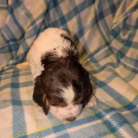 Reggie- Black, a male English Springer Spaniel for sale in Randolph, WI – Photo 9 of 9