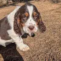 Reggie- Black, a male English Springer Spaniel for sale in Randolph, WI – Photo 4 of 9