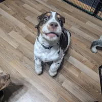 Reggie- Black, a male English Springer Spaniel for sale in Randolph, WI – Photo 3 of 9