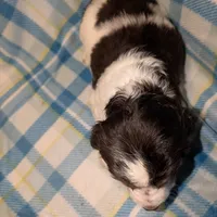 Reggie- Black, a male English Springer Spaniel for sale in Randolph, WI – Photo 7 of 9