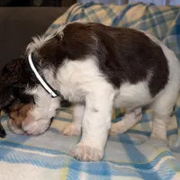 Reggie- Black, a male English Springer Spaniel for sale in Randolph, WI – Photo 8 of 9