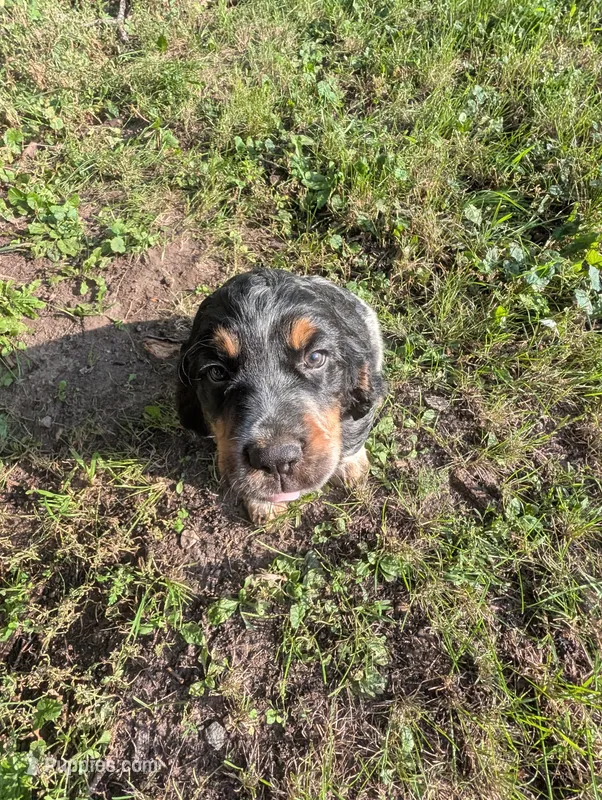 Dover black male  – English Springer Spaniel puppy for sale in Randolph, WI