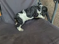 Dover black male , a male English Springer Spaniel for sale in Randolph, WI – 2 of 4