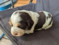 Denver Red male, a male English Springer Spaniel for sale in Randolph, WI – 3 of 4