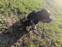 Dover black male, a male English Springer Spaniel for sale in Randolph, WI – 6 of 10