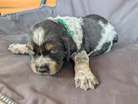 Austin Green male , a male English Springer Spaniel for sale in Randolph, WI – 2 of 5