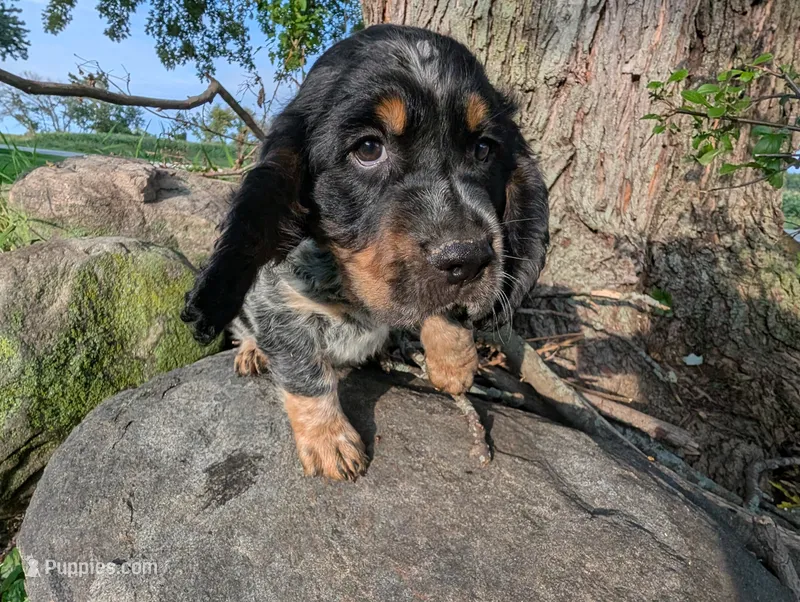 Austin Green male  – English Springer Spaniel puppy for sale in Randolph, WI