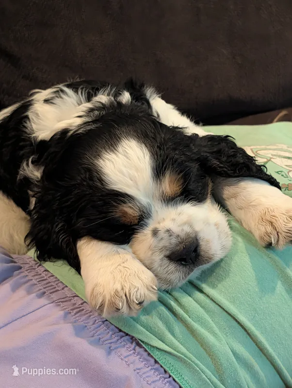 Phoenix Blue male – English Springer Spaniel puppy for sale in Randolph, WI