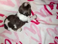 Rolo-Black, a male English Springer Spaniel for sale in Randolph, WI – Photo 3 of 4