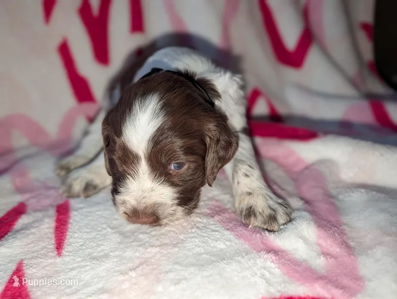 Rolo-Black – English Springer Spaniel puppy for sale in Randolph, WI