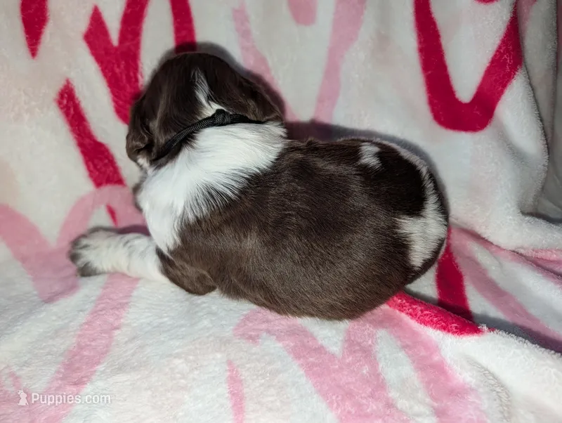 Rolo-Black – English Springer Spaniel puppy for sale in Randolph, WI