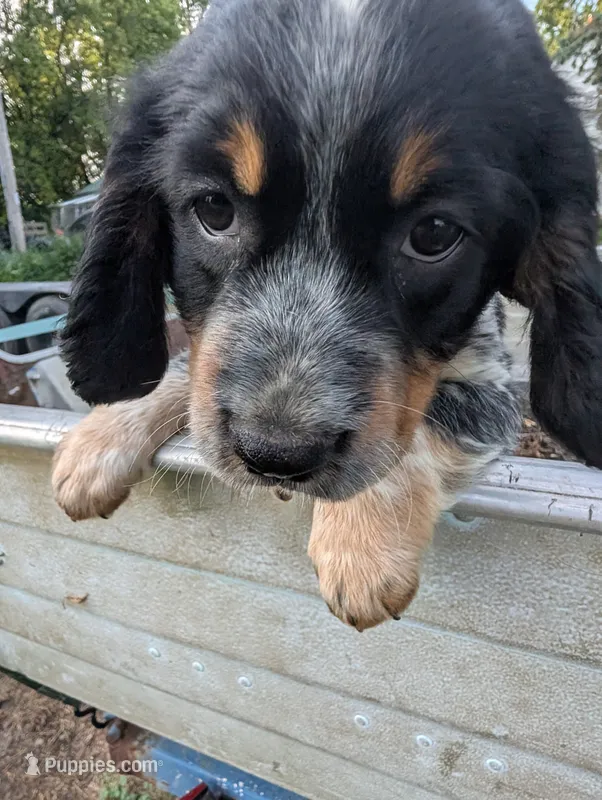 Olympia Purple female  – English Springer Spaniel puppy for sale in Randolph, WI