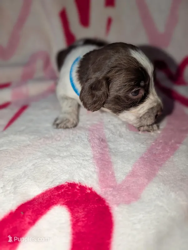 Mocha -Teal – English Springer Spaniel puppy on hold in Randolph, WI
