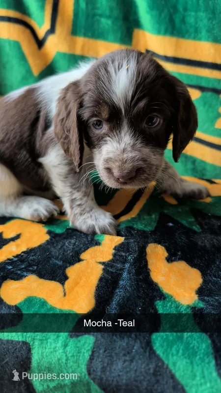 Mocha -Teal – English Springer Spaniel puppy on hold in Randolph, WI