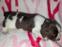 Mocha -Teal, a female English Springer Spaniel for sale in Randolph, WI – Photo 2 of 3