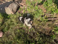 Helena Brown female , a female English Springer Spaniel for sale in Randolph, WI – 3 of 4