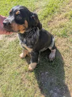 Dover black male, a male English Springer Spaniel for sale in Randolph, WI – 4 of 10