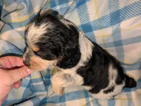 processed/bee6785d-44b1-4d2e-9b79-9046db00d2d6/listing/8275f706-5119-4e25-ace4-8371acd31e27/3bb5b2c8-7e88-4a54-84f5-65c2aff24e30