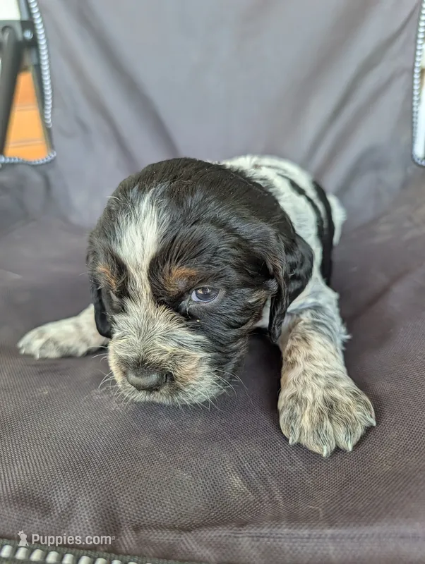 Helena Brown female  – English Springer Spaniel puppy for sale in Randolph, WI