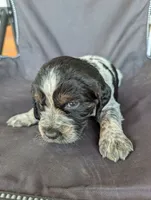 Helena Brown female , a female English Springer Spaniel for sale in Randolph, WI – 1 of 3