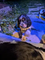 Dover black male, a male English Springer Spaniel for sale in Randolph, WI – 7 of 10