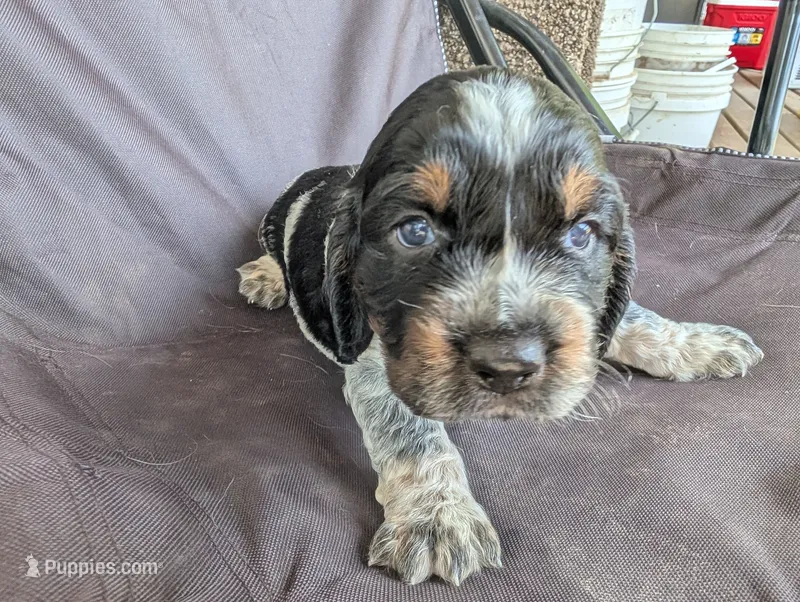 Austin Green male  – English Springer Spaniel puppy for sale in Randolph, WI