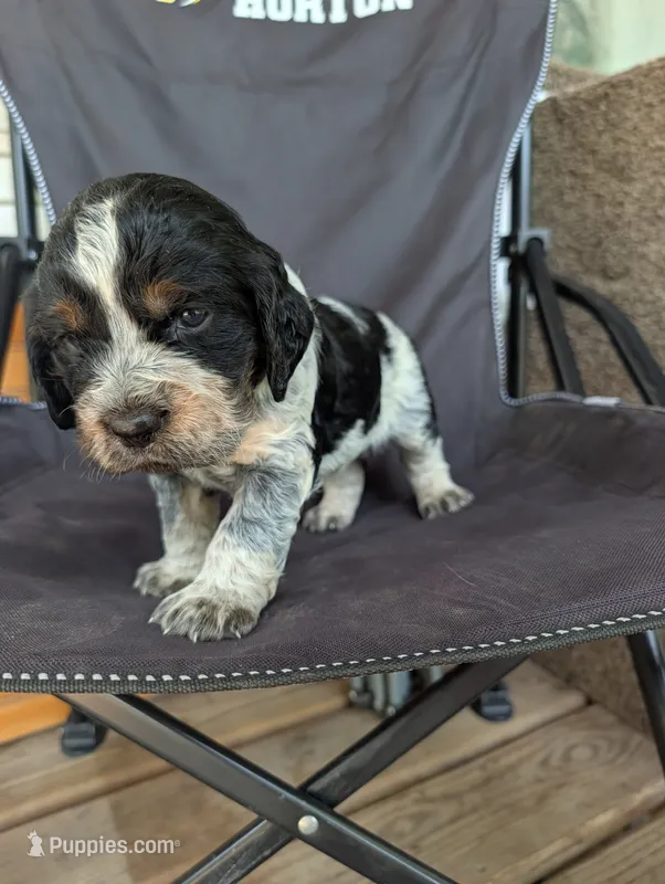 Dover black male  – English Springer Spaniel puppy for sale in Randolph, WI