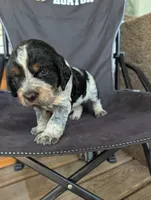 Dover black male , a male English Springer Spaniel for sale in Randolph, WI – 1 of 4