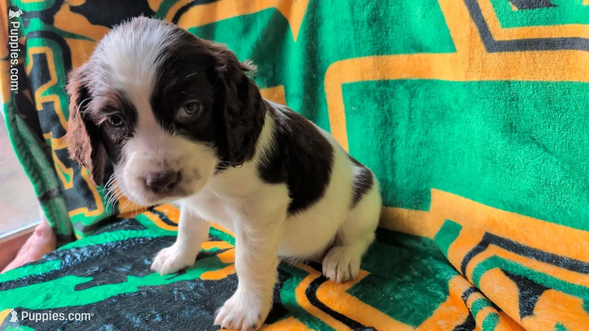 Cocoa-Pink Sadie , a female English Springer Spaniel for sale in Randolph, WI – Photo 4 of 8