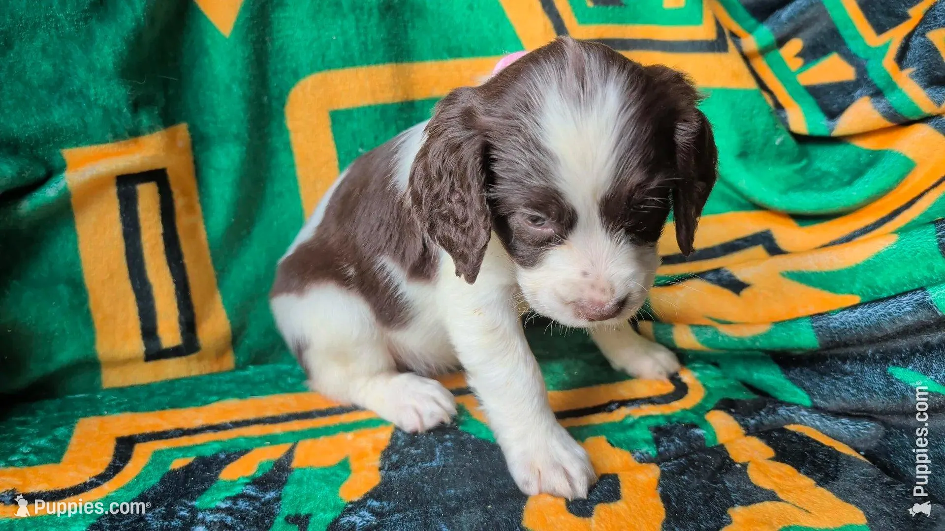 Cocoa-Pink Sadie , a female English Springer Spaniel for sale in Randolph, WI – Photo 2 of 8