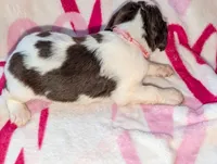 Cocoa-Pink, a male English Springer Spaniel for sale in Randolph, WI – Photo 3 of 4