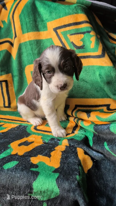 Cocoa-Pink – English Springer Spaniel puppy for sale in Randolph, WI