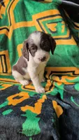 Cocoa-Pink Sadie , a female English Springer Spaniel for sale in Randolph, WI – Photo 1 of 8