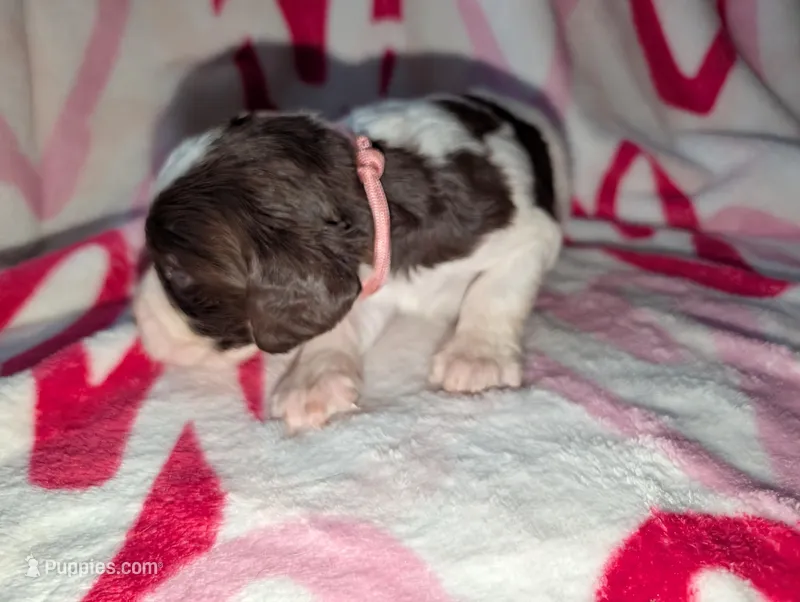 Cocoa-Pink – English Springer Spaniel puppy for sale in Randolph, WI