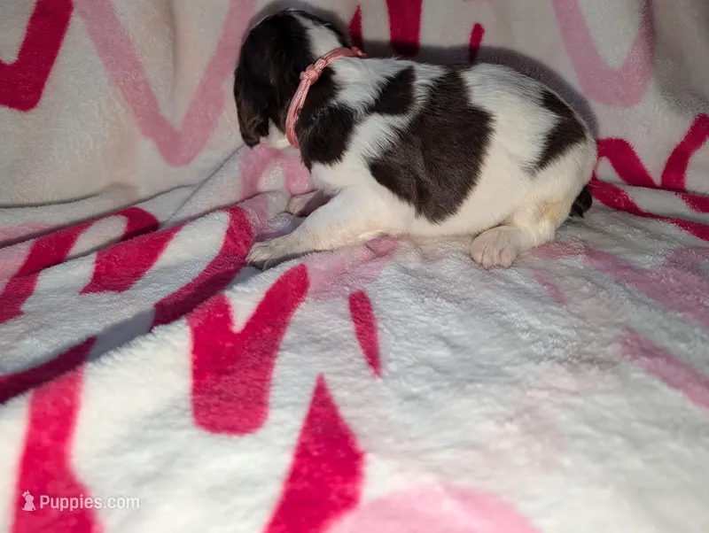 Cocoa-Pink – English Springer Spaniel puppy for sale in Randolph, WI