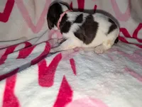 Cocoa-Pink, a male English Springer Spaniel for sale in Randolph, WI – Photo 1 of 4