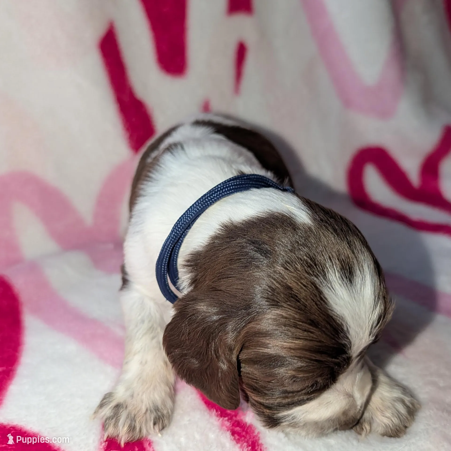 Fudge-Dark Blue – English Springer Spaniel puppy for sale in Randolph, WI