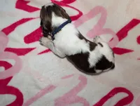 Fudge-Dark Blue, a male English Springer Spaniel for sale in Randolph, WI – Photo 3 of 4