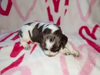 Fudge-Dark Blue, a male English Springer Spaniel for sale in Randolph, WI – Photo 4 of 4