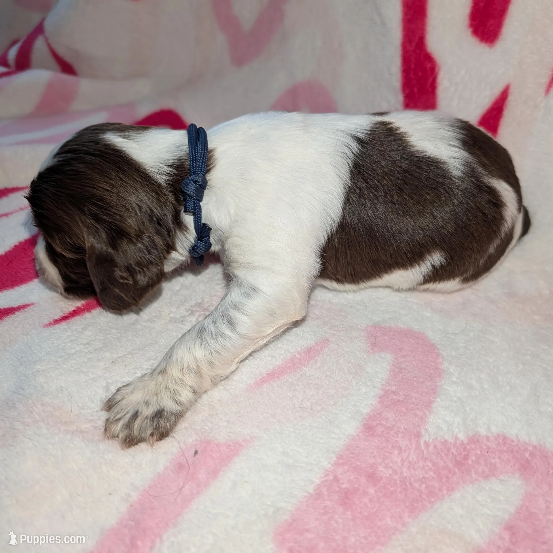 Fudge-Dark Blue, a male English Springer Spaniel for sale in Randolph, WI – Photo 2 of 4