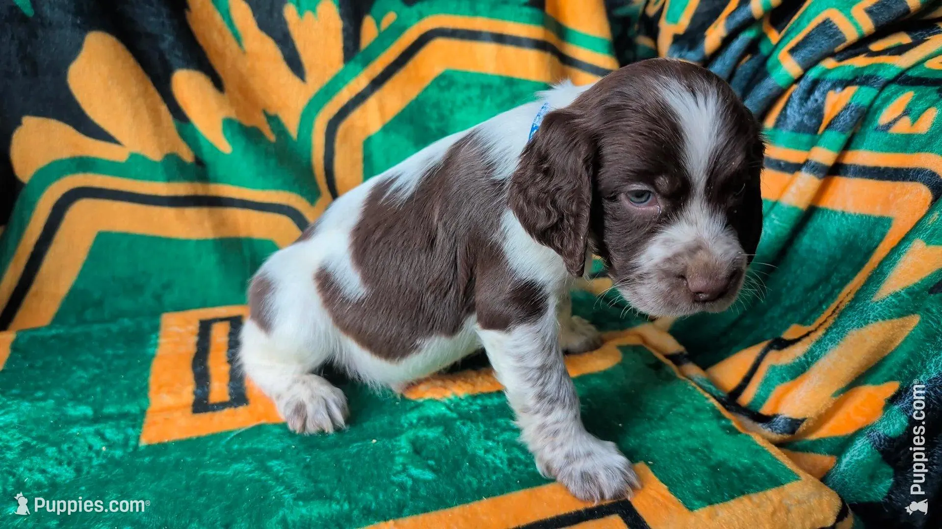 Fudge-Dark Blue – English Springer Spaniel puppy for sale in Randolph, WI