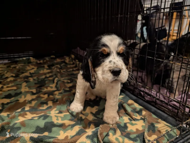 Phoenix Blue male – English Springer Spaniel puppy for sale in Randolph, WI
