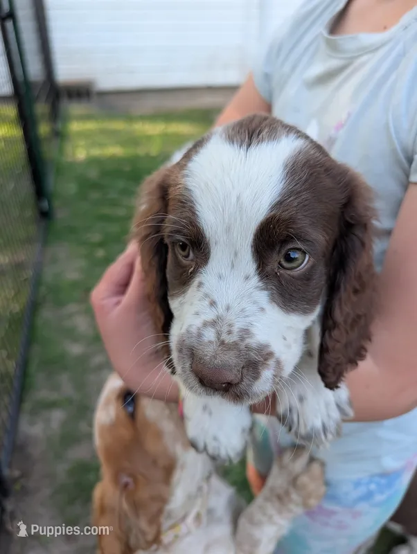 Bisco- Yellow, a male English Springer Spaniel for sale in Randolph, WI – Photo 1 of 9