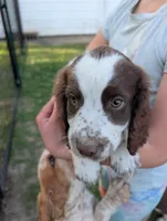 Bisco- Yellow, a male English Springer Spaniel for sale in Randolph, WI – Photo 1 of 9