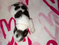 Bisco- Yellow, a male English Springer Spaniel for sale in Randolph, WI – Photo 4 of 4