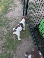Bisco- Yellow, a male English Springer Spaniel for sale in Randolph, WI – Photo 2 of 9