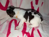 Bisco- Yellow, a male English Springer Spaniel for sale in Randolph, WI – Photo 3 of 4